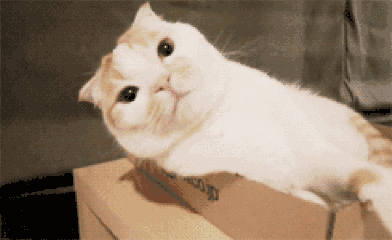 头条评论小猫动图,小猫动图引发网友热议